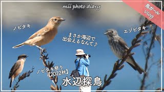 #69【水辺探鳥】まるで\