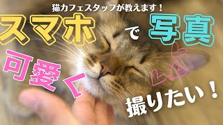 【猫のお世話】猫をスマホでかわいく撮るためのコツ