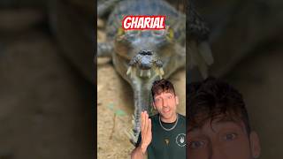 Meet the rarest crocodilian in the world 👀 #gharial