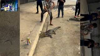 How to catch a crocodile,/ វិធីសាស្រ្តក្នុងការចាប់ក្រពើ... ( crocodile )🐊