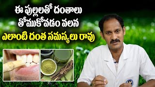 Use teeth sticks, No dental problems!!! ఈ పుల్లలతో దంతాలు తోముకుంటే, దంత సమస్యలే రావు. Nadipathy