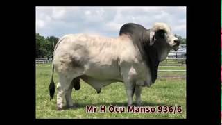 Mr H Ocu Manso 936/6