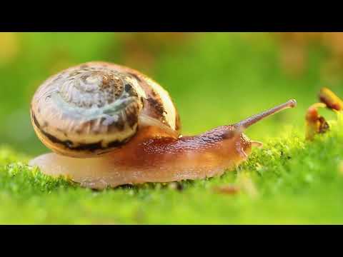 Why is Snail a Mollusca?