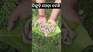 ଚିଲିକା ଚିଙ୍ଗୁଡ଼ି ପୋଡ଼ା ଚଟଣୀ🦐#roasted prown chatuney 🦐#Village style#recipe #cooking #food#ଓଡିଆ