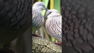 Spotted dove pair| #indianwildlife #indianbirds #bird #nature #love #dove #pigeon pige