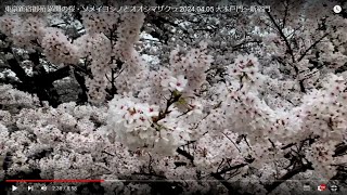 東京新宿御苑 満開の桜・ソメイヨシノとオオシマザクラ 2024.04.05 大木戸門～新宿門