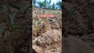 #hsk #natural #agriculture #video #agriculturelife #விவசாயம் ...!!🌱🌱🌱