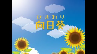 向日葵（ひまわり）　仙台国見教会　教会学校用賛美