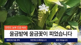 특용작물 울금 밭에 울금꽃 구경하세요