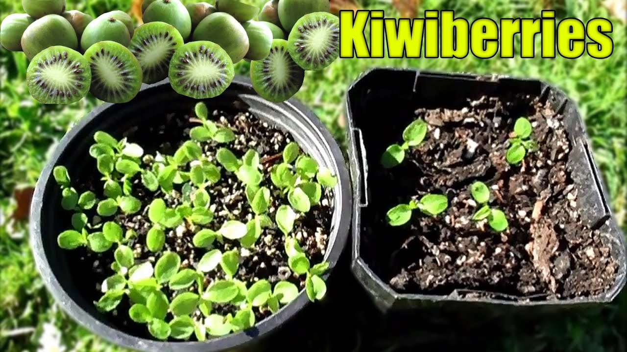 Growing Kiwiberries From Seed - 2 Methods - YouTube