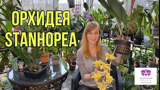 ОРХИДЕЯ Stanhopea. Уход и содержание в домашних условиях.