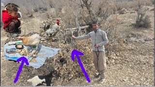 Building a barn door with firewood in the mountains | Vaccinating goats in nomadic life