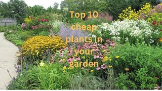 Top 10 Cheap Plants for a Stunning Garden