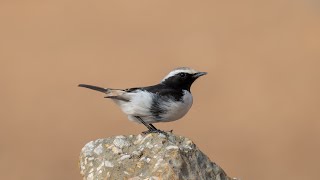 birding wheatears of the western paleartic #birds #nikonz9 #nikonwildlife #wildlife