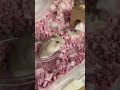 綿を集めてはご飯ではなくおやつをひたすら求めるハムスター　 ハムスター　 hamster