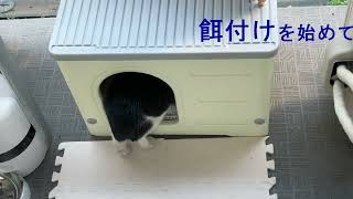 なかなかハウスに入らない猫