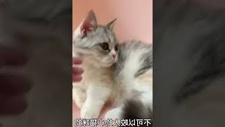 给小猫咪剪指甲，超乖，任人摆布！   西瓜视频 #004