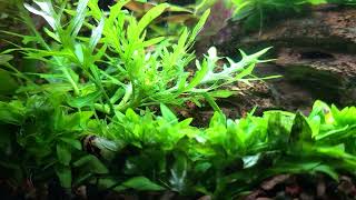 One of The Easiest Aquarium Plants Ever - Hygrophila Difformis