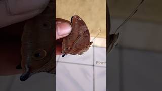 butterfly with brown feathers - amazing butterfly feather painting #cuteanimal #animals #nature