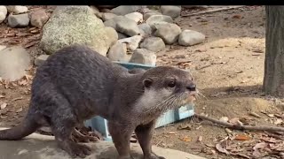 しろとり動物園のコツメカワウソ『カンナ』ちゃん♀💕顔洗ったのか？水飲んだのかな？ユーニクな仕草2021年11月21日