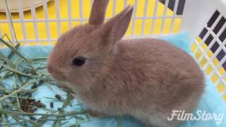 子うさぎ ボン二郎 生後33日 Baby bunny.Bonji rabbit