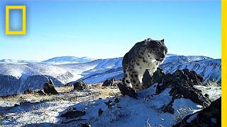 Camera Traps Reveal the Wild, Elusive Lives of Snow Leopards | National Geographic