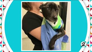 Houston SPCA's amazing animal tale: Sade | HOUSTON LIFE | KPRC 2