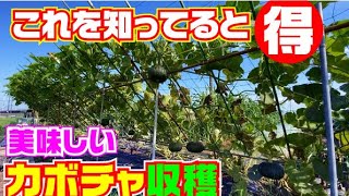 【これ大事です】カボチャの味は収穫の仕方でも変わります。