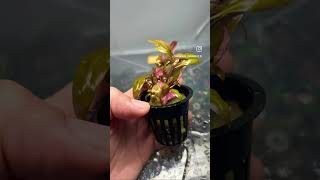 Potted aquarium plants are a great way to start your aquascape