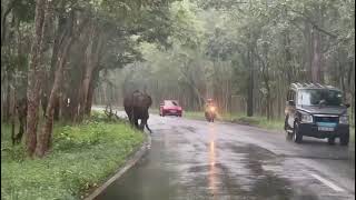 ആന ആക്രമിക്കാൻ ശ്രമിച്ചപ്പോൾ ബൈക്കുകാരന് സംഭവിച്ചത്