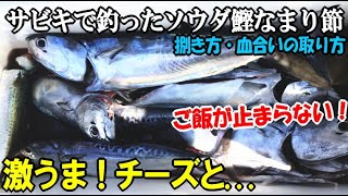 釣りたて新鮮ソウダガツオをフライにしたらまさかの味！ヒスタミン中毒を防ぐ方法やなまり節の作り方も解説！【なまり節・フライ・炙り中落ち丼】