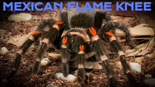 Mexican Flame Knee Tarantula Care Guide | Enclosure Set Up|  Brachypelma auratum