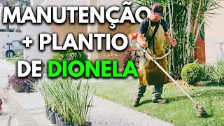 Manutenção de Jardim + Plantio da Planta Dionela | Dia Dia do Jardineiro