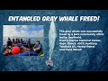 Entangled Gray Whale Freed Near Dana Point, California