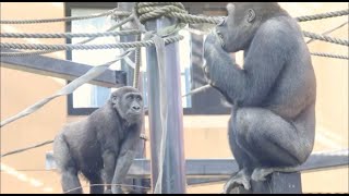 Kintaro🌿 who wants what his brother is eating [Kyoto Zoo🦍Gorilla].