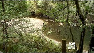 Marin County Swimming Holes Contaminated with Bacteria