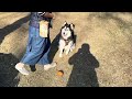 哈士奇日常 愛玩球的 oreo husky play fetch