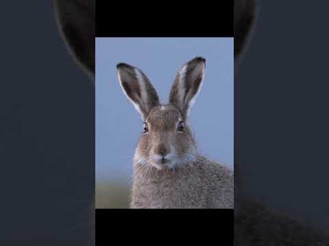 Wildlife Photography Tips 1 #shorts