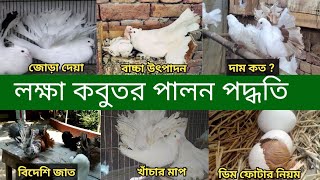 লক্ষা কবুতর পালন পদ্ধতি ও দাম | Fantail pigeon Rearing | Lakkha pigeon price in bd