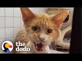 Cat Has A Transformation Of A Lifetime And Couldn't Be More Grateful | The Dodo Foster Diaries