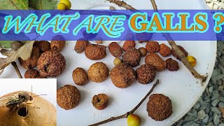 Oak Galls - Oak Apples \u0026 The Oak Gall Wasp