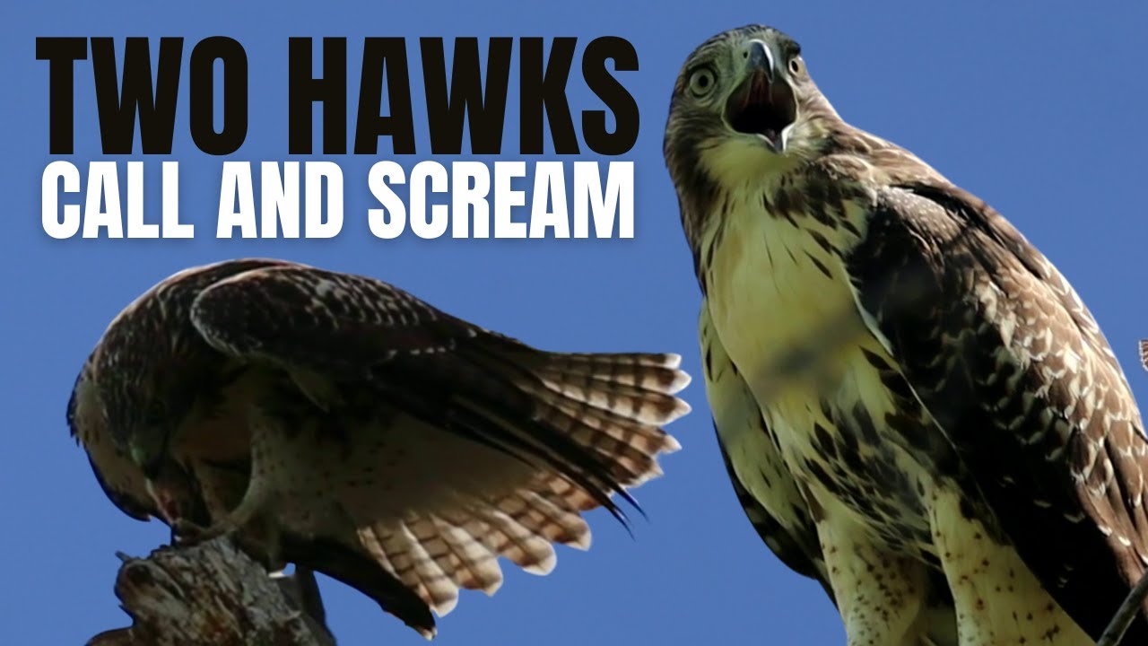 Hawks Youtube