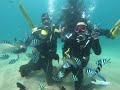 【padi 澎湖興仁潛水】9 16 體驗潛水