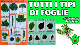 🍁🍀🍃 Tutti i tipi di foglie: botanica per bambini