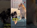 嘘つき現る😂 柴犬 チワワ shorts