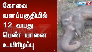 கோவை வனப்பகுதியில் 12 வயது பெண் யானை உயிரிழப்பு