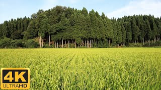 One hour summer rice field cicada birdsong Japan 4K ASMR