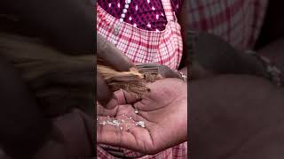 This is how Kenyan river reed salt is harvested. #salt #expensive #Kenya #shorts
