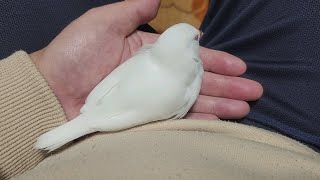 【文鳥】可愛い白文鳥が、飼い主の手のひらで超リラックス中です。