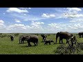 Huge Breeding Herd of Elephants | Great Plains Conservation